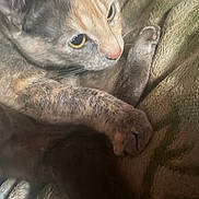 Bella is registered to the contest to win money with this photo: cat, close_up, yellow_eyes, paw, fur, blanket, texture, cozy, resting, curious, indoor, animal, pet, whiskers, soft, feline, cute, comfort, warm, relaxed