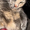 Bella is registered to the contest to win money with this photo: cat, close_up, fluffy, gray_fur, beige_fur, yellow_eyes, whiskers, knitted_blanket, red_blanket, teal_blanket, pet, animal, indoor, cute, relaxed, feline, portrait, resting, fur_texture, domestic_cat