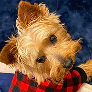 Wyley joined the competition — help win amazing prizes! adorable, animal, canine, close_up, cozy, curious, cute, dog, domestic_animal, fluffy_fur, friendly, furry, golden_fur, indoor, looking_up, pet, portrait, red_checkered_jacket, small_dog, soft_fur