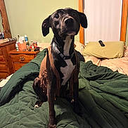 Panda is registered to the contest to win money with this photo: animal, bed, bedroom, black_dog, clothing, comforter, curious, dog, domestic, dresser, fur, indoor, nightstand, pet, pillow, remote_control, sitting, vest, white_chest, wooden_furniture