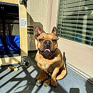 Ollie is registered to the contest to win money with this photo: balcony, bone, caster_wheel, chew_toy, concrete_floor, dog, door, ears, french_bulldog, outdoor, paws, pet, shadows, sitting, smiling, sunlight, tongue_out, vent, window_blinds, wooden_frame