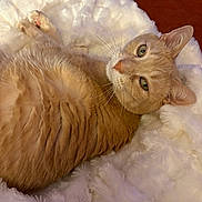 Jasper is registered to the contest to win money with this photo: bed, blanket, cat, close_up, cozy, domestic_cat, ears, feline, fur, ginger_cat, green_eyes, indoor, lying_down, orange_cat, paw, pet, plush_blanket, portrait, relaxed, whiskers