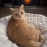 blanket, carpet, cat, chair, comfort, cozy, feline, fireplace, fur, home, indoor, looking_back, orange_cat, pet, photography, relaxation, resting, warm, white_blanket, wood_furniture
