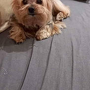Wesley a rejoint le concours — aidez-le/la à gagner de superbes lots ! dog, small_dog, yorkshire_terrier, couch, blanket, cushion, indoor, pet, fur, ears, face, animal, relaxed, looking_at_camera, home, furniture, comfort, resting, cute, companion