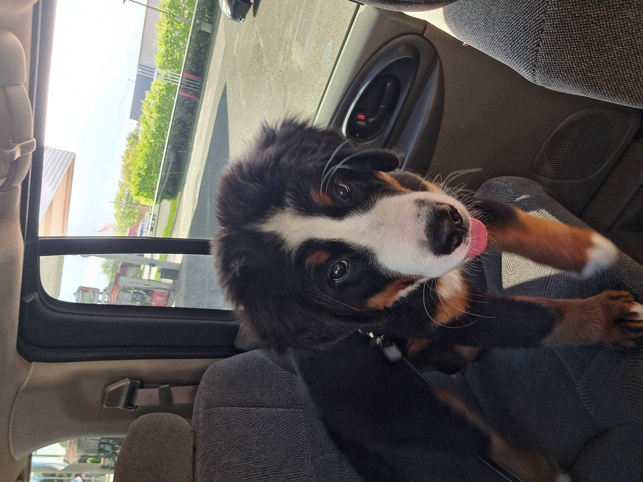 Aries joined the competition — help win amazing prizes! auto_part, automotive_exterior, automotive_mirror, car, car_seat, carnivore, comfort, companion_dog, dog, dog_breed, family_car, fur, head_restraint, motor_vehicle, plant, vehicle, vehicle_door, whiskers, window, windshield