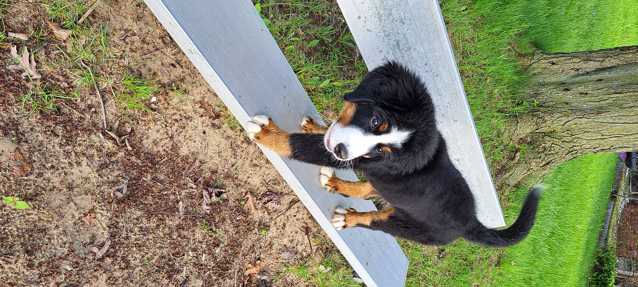 Aries joined the competition — help win amazing prizes! bernese_mountain_dog, canidae, carnivore, companion_dog, dog, dog_breed, dog_supply, fur, grass, herding_dog, pet_supply, plant, snout, soil, sporting_group, tail, terrestrial_animal, working_animal, working_dog