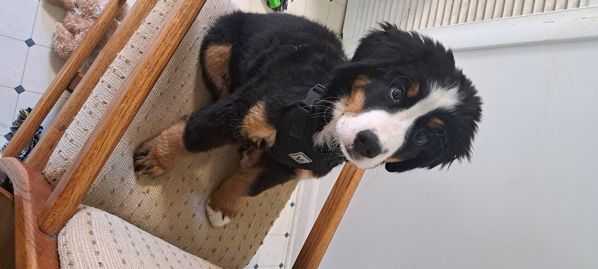 Aries joined the competition — help win amazing prizes! bernese_mountain_dog, canidae, carnivore, cavalier_king_charles_spaniel, companion_dog, dog, dog_breed, fur, giant_dog_breed, hardwood, herding_dog, office_ruler, ruler, snout, sporting_group, tail, terrestrial_animal, wood, working_animal, working_dog