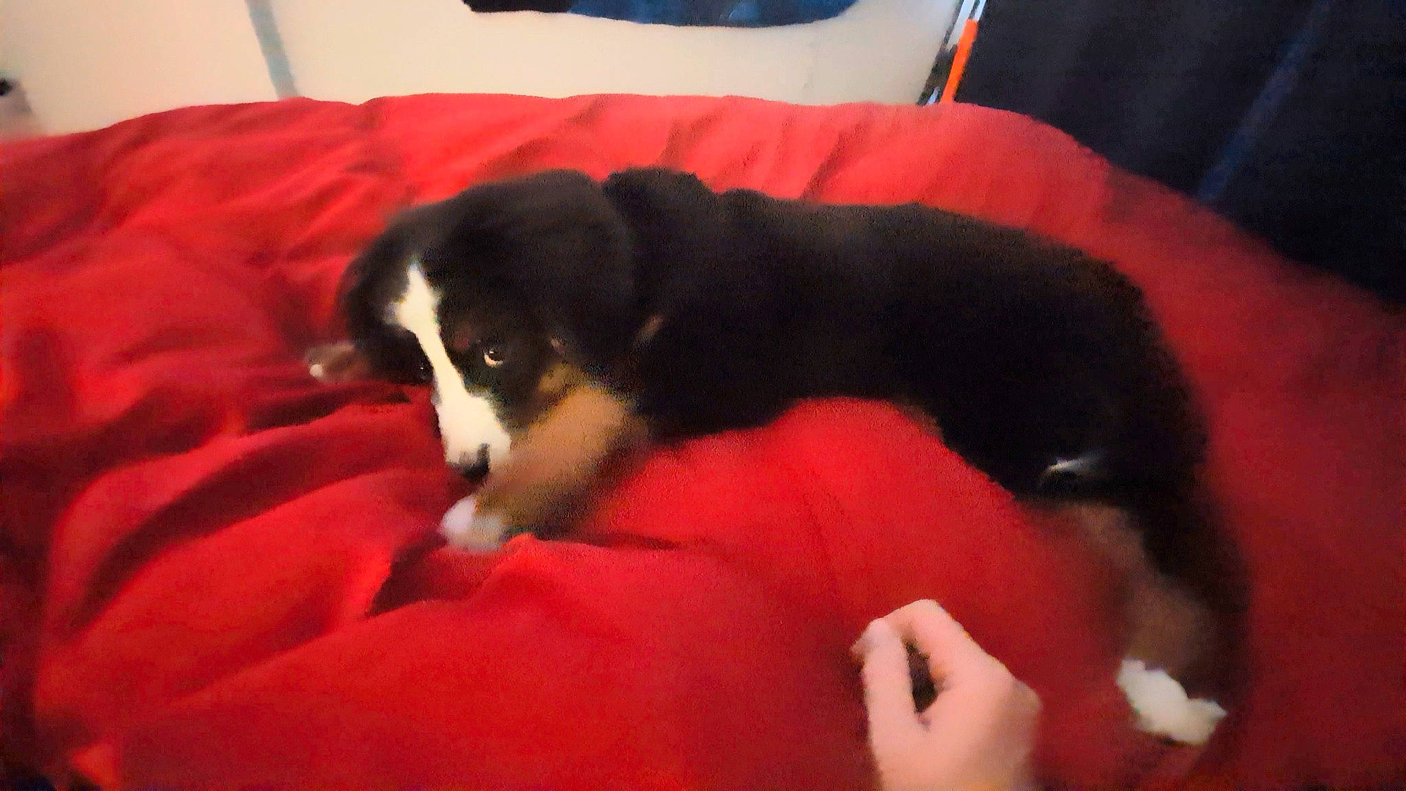 Aries joined the competition — help win amazing prizes! bernese_mountain_dog, bored, canidae, carnivore, comfort, companion_dog, couch, dog, dog_breed, fur, herding_dog, pyrenean_mastiff, snout, sporting_group, tail, terrestrial_animal, toy_dog, vertebrate, working_animal, working_dog