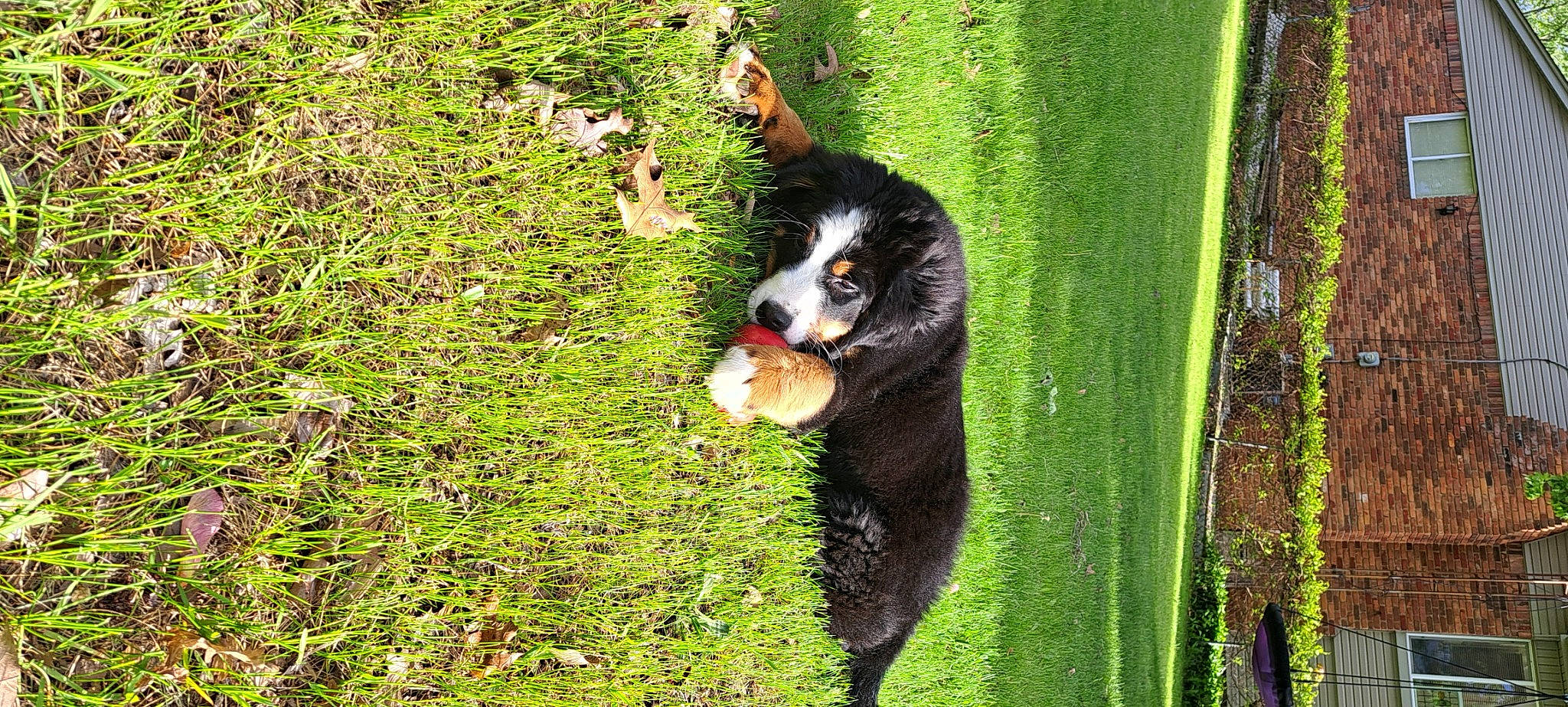 Aries joined the competition — help win amazing prizes! carnivore, companion_dog, dog, dog_breed, forest, grass, groundcover, jungle, natural_landscape, plant, plant_stem, rottweiler, tail, terrestrial_animal, terrestrial_plant, tree, trunk, working_dog