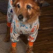 Fergie joined the competition — help win amazing prizes! dog, pajamas, pet_clothing, indoor, floor, rug, wooden_floor, curious, animal, canine, brown_fur, ears, tail, paws, standing, cozy, home, furniture, soft_lighting, looking_away