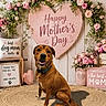 dog, flower_arrangement, heart_shape, pink_flowers, mother's_day, sign, decor, rug, wooden_crate, cushion, vase, indoor, pet, celebration, smiling_dog, collar, pink, thank_you, paw_print, happy