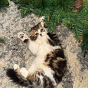 Mia is registered to the contest to win money with this photo: kitten, cat, playful, carpet, pine_garland, greenery, fur, paw, indoor, pet, cute, fluffy, animal, young, curious, relaxed, white, brown, black, tabby