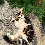 kitten, cat, playful, carpet, pine_garland, greenery, fur, paw, indoor, pet, cute, fluffy, animal, young, curious, relaxed, white, brown, black, tabby