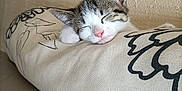 Comète participe au concours pour gagner de l'argent avec cette photo : adorable, animal, cat, closeup, cozy, cute, feline, home, indoor, kitten, peaceful, pet, pillow, relaxed, resting, sleeping, soft, tabby, white, young
