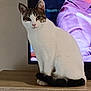 cat, tabby, white_fur, indoor, wooden_surface, television, person_on_tv, purple_clothing, pet, feline, sitting, curious, animal, domestic, fur, ears, eyes, tail, calm, looking_at_camera