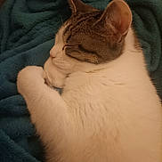 Comète participe au concours pour gagner de l'argent avec cette photo : cat, sleeping, cozy, blanket, fur, pet, domestic_animal, resting, cute, whiskers, paw, indoor, tabby, closeup, animal, mammal, feline, soft, relaxation, warm
