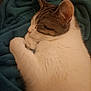 cat, sleeping, cozy, blanket, fur, pet, domestic_animal, resting, cute, whiskers, paw, indoor, tabby, closeup, animal, mammal, feline, soft, relaxation, warm