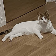 Comète participe au concours pour gagner de l'argent avec cette photo : animal, cat, cute, domestic_cat, ears, feline, floor, four_legs, home, indoor, looking_at_camera, lying_down, pet, relaxed, resting, tabby, tail, whiskers, white_cat, wooden_floor