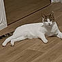 animal, cat, cute, domestic_cat, ears, feline, floor, four_legs, home, indoor, looking_at_camera, lying_down, pet, relaxed, resting, tabby, tail, whiskers, white_cat, wooden_floor