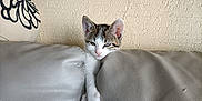 Comète a rejoint le concours — aidez-le/la à gagner de superbes lots ! kitten, cat, couch, furniture, pillow, indoor, pet, animal, gray, white, cute, relaxed, stretching, home, wall, texture, small, young, curious, cozy