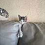 kitten, cat, couch, furniture, pillow, indoor, pet, animal, gray, white, cute, relaxed, stretching, home, wall, texture, small, young, curious, cozy