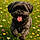 Bruno