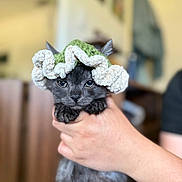 Onyx is registered to the contest to win money with this photo: kitten, cat, black_cat, hat, knitted_hat, hand, indoor, pet, cute, animal, feline, young_cat, soft_focus, portrait, cozy, domestic, holding, small, adorable, background_blur