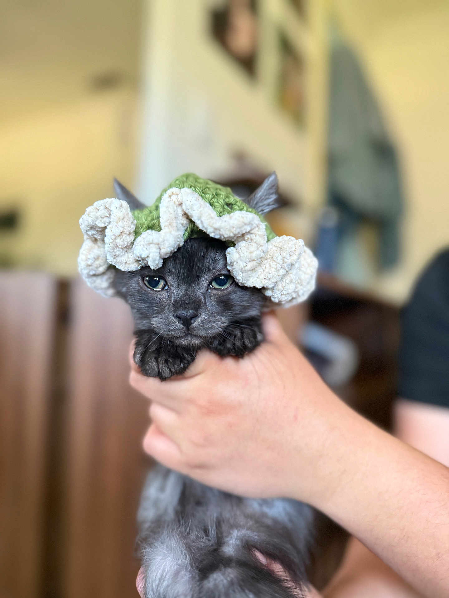 Onyx is registered to the contest to win money with this photo: kitten, cat, black_cat, hat, knitted_hat, hand, indoor, pet, cute, animal, feline, young_cat, soft_focus, portrait, cozy, domestic, holding, small, adorable, background_blur
