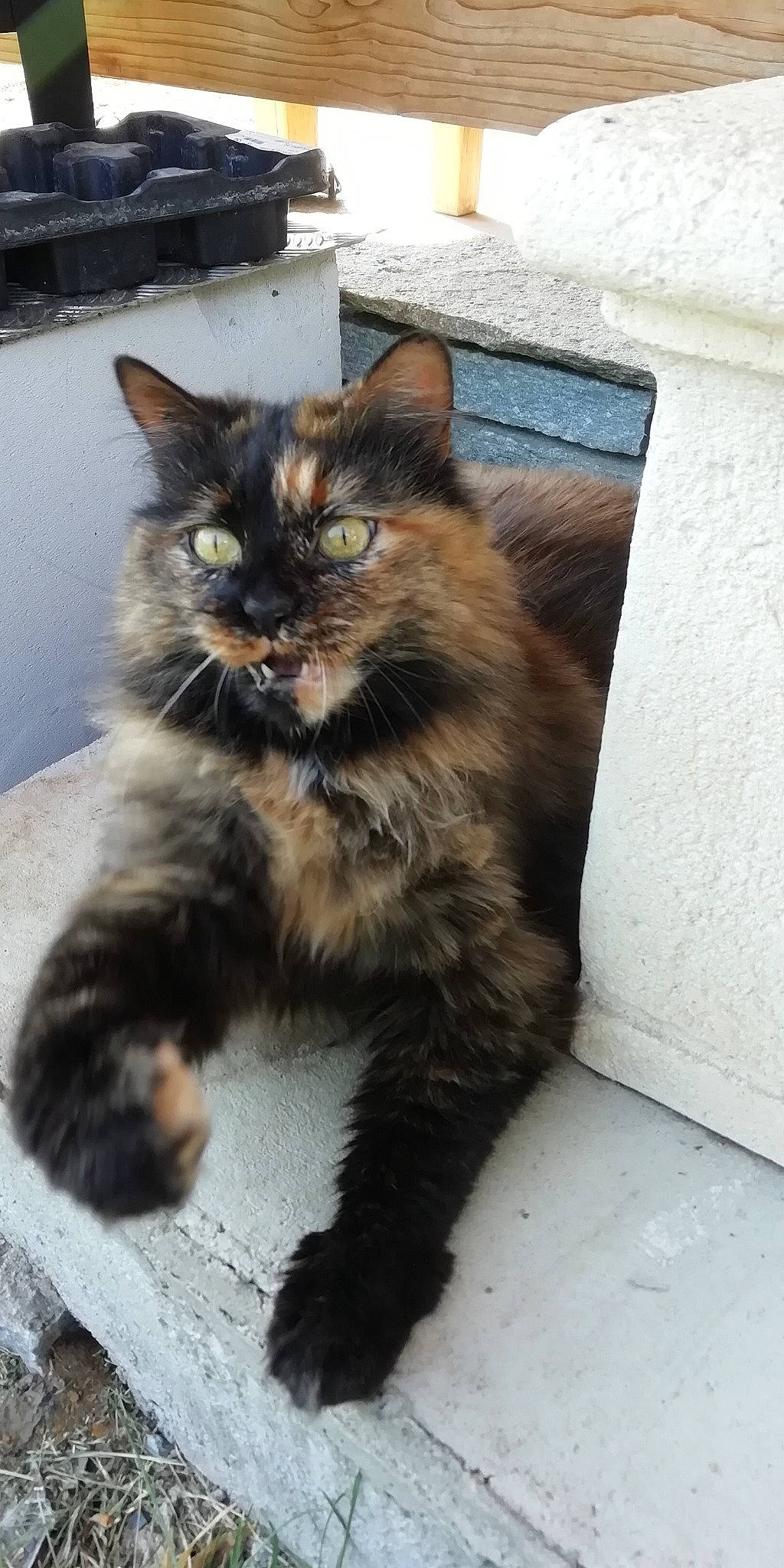 Sam participe au concours pour gagner de l'argent avec cette photo : automotive_tire, box, carnivore, cat, claw, domestic_short_haired_cat, felidae, fur, paw, sitting, small_to_medium_sized_cats, tail, terrestrial_animal, whiskers