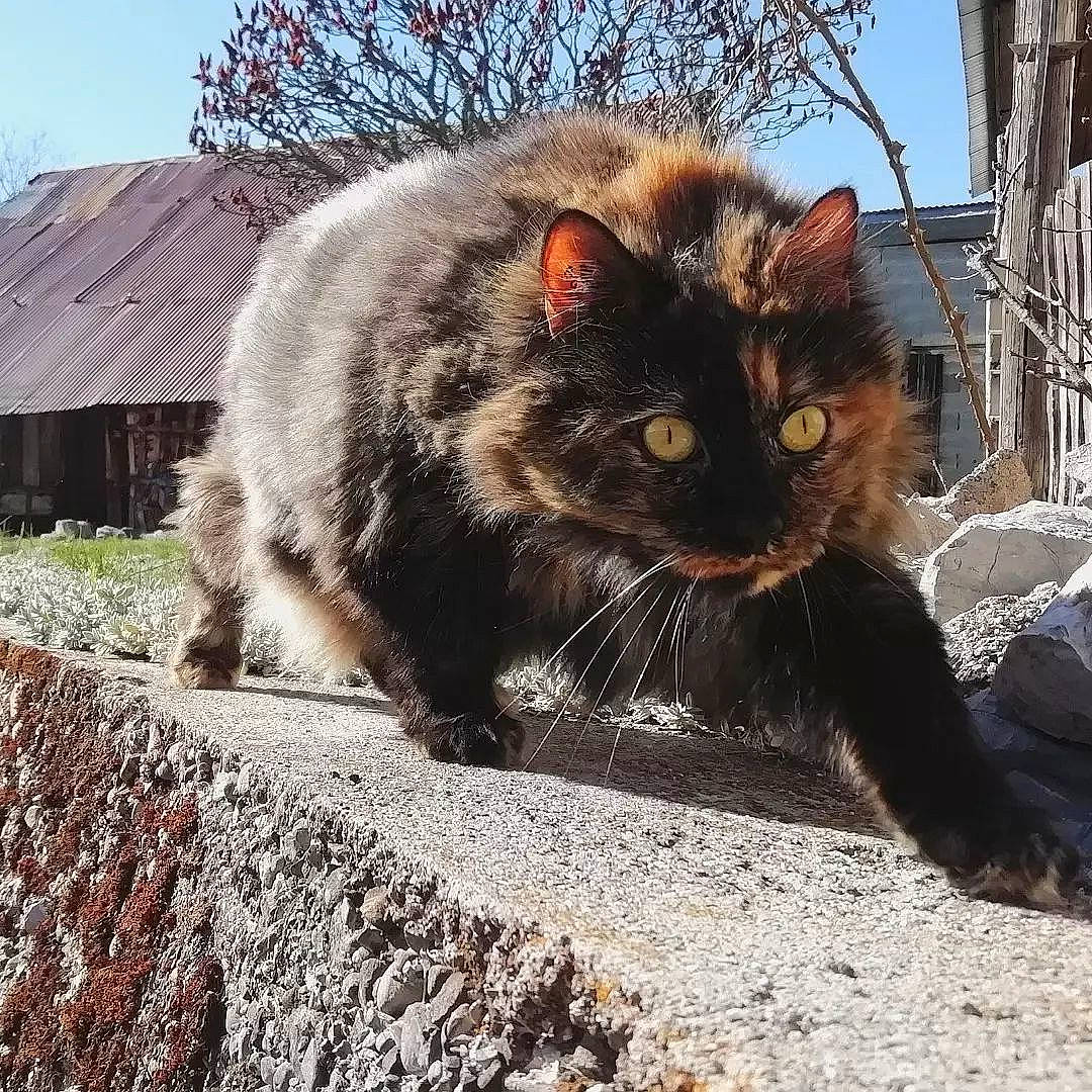 Sam participe au concours pour gagner de l'argent avec cette photo : asphalt, carnivore, cat, domestic_short_haired_cat, fawn, felidae, fur, grass, plant, road_surface, sitting, sky, small_to_medium_sized_cats, snout, tail, terrestrial_animal, tints_and_shades, tree, whiskers, window