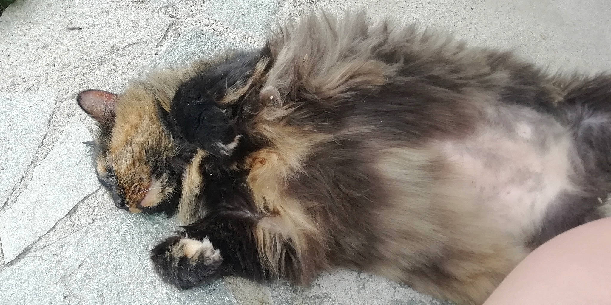 Sam a rejoint le concours — aidez-le/la à gagner de superbes lots ! british_longhair, canidae, carnivore, cat, claw, companion_dog, dog_breed, eye, fawn, felidae, fur, maine_coon, paw, small_to_medium_sized_cats, snout, tail, terrestrial_animal, whiskers