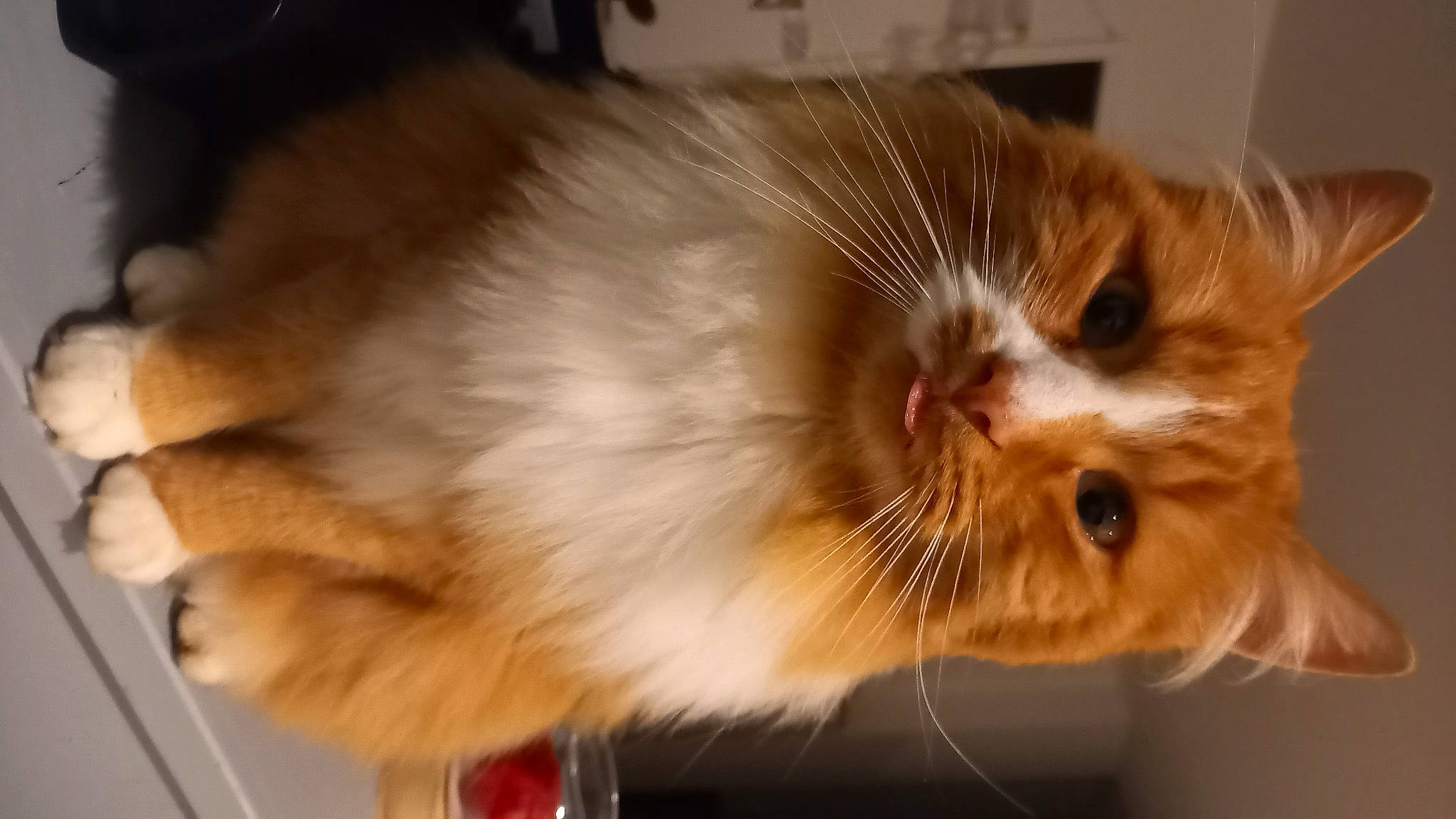 Kyubi a rejoint le concours — aidez-le/la à gagner de superbes lots ! carnivore, cat, claw, close_up, domestic_short_haired_cat, ear, fawn, felidae, fur, iris, paw, persian, small_to_medium_sized_cats, snout, tail, terrestrial_animal, whiskers