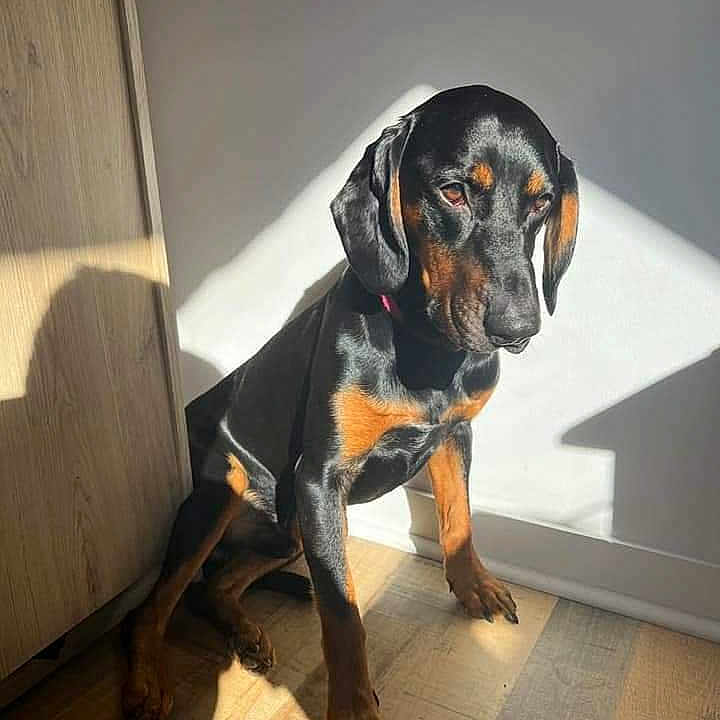 Gromit