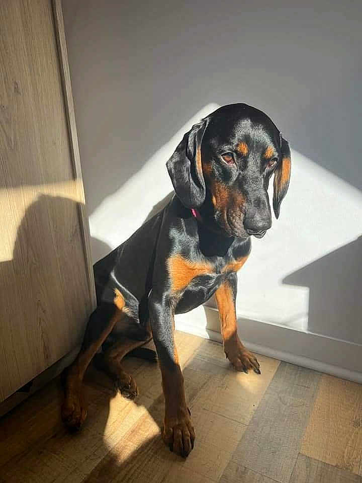 Gromit