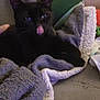 Thalia participe au concours pour gagner de l'argent avec cette photo : black_cat, cat, tongue_out, blanket, cozy, indoor, pet, feline, soft_texture, resting, home, couch, playful, animal, cute, relaxed, domestic_cat, fur, whiskers, ears