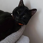 Thalia participe au concours pour gagner de l'argent avec cette photo : black_cat, cat, pet, feline, animal, collar, orange_collar, blanket, soft_texture, cozy, indoor, resting, fur, whiskers, ears, green_eyes, portrait, close_up, relaxed, home