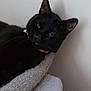 black_cat, cat, pet, feline, animal, collar, orange_collar, blanket, soft_texture, cozy, indoor, resting, fur, whiskers, ears, green_eyes, portrait, close_up, relaxed, home