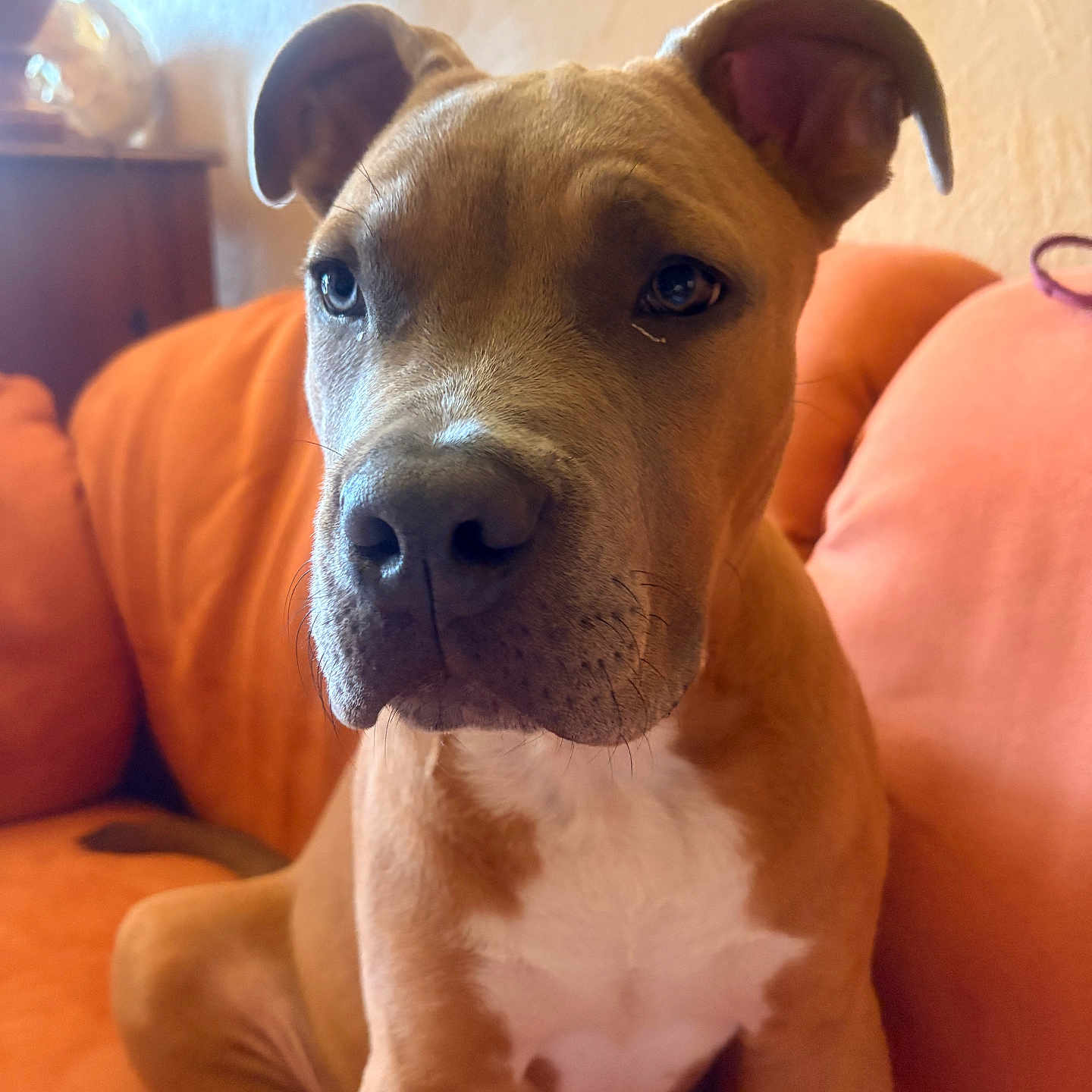 Baloo