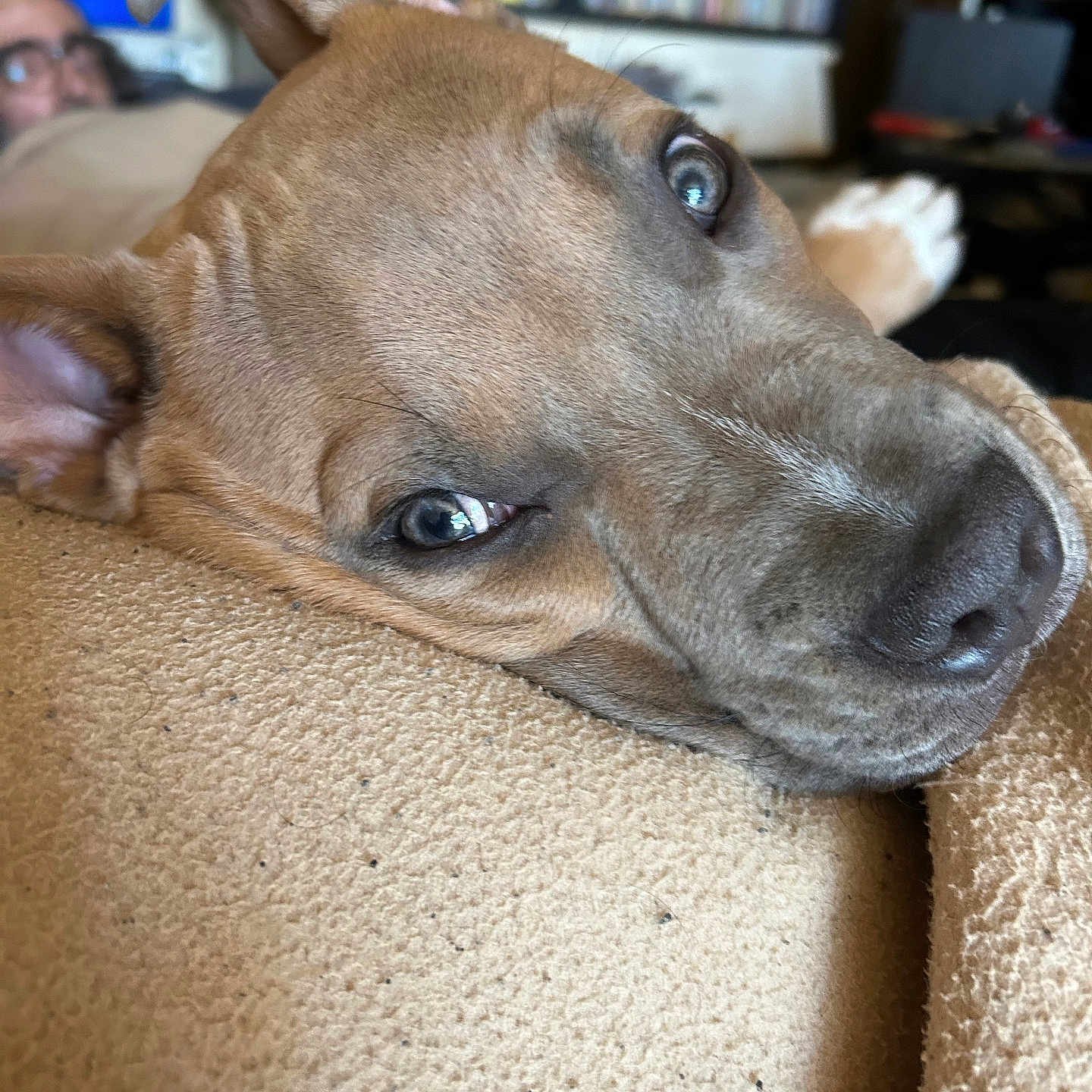 Baloo