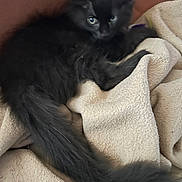 Tsuki Martins participe au concours pour gagner de l'argent avec cette photo : animal, black_cat, blanket, cozy, cute, ears, eyes, feline, fluffy, fur, indoor, kitten, long_tail, pet, relaxed, resting, soft_texture, tail, whiskers, young_cat