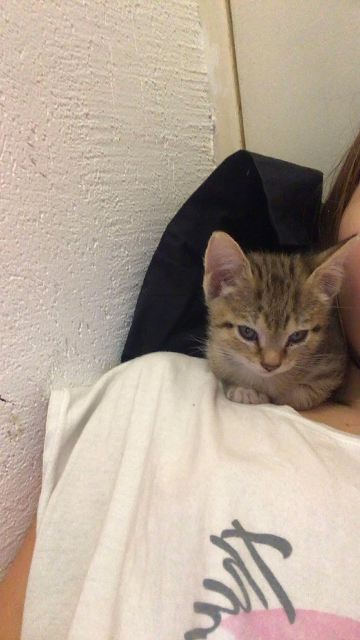 Snow a rejoint le concours — aidez-le/la à gagner de superbes lots ! carnivore, cat, comfort, domestic_short_haired_cat, fawn, felidae, fur, linens, sitting, sleeve, small_to_medium_sized_cats, terrestrial_animal, whiskers, window, wood