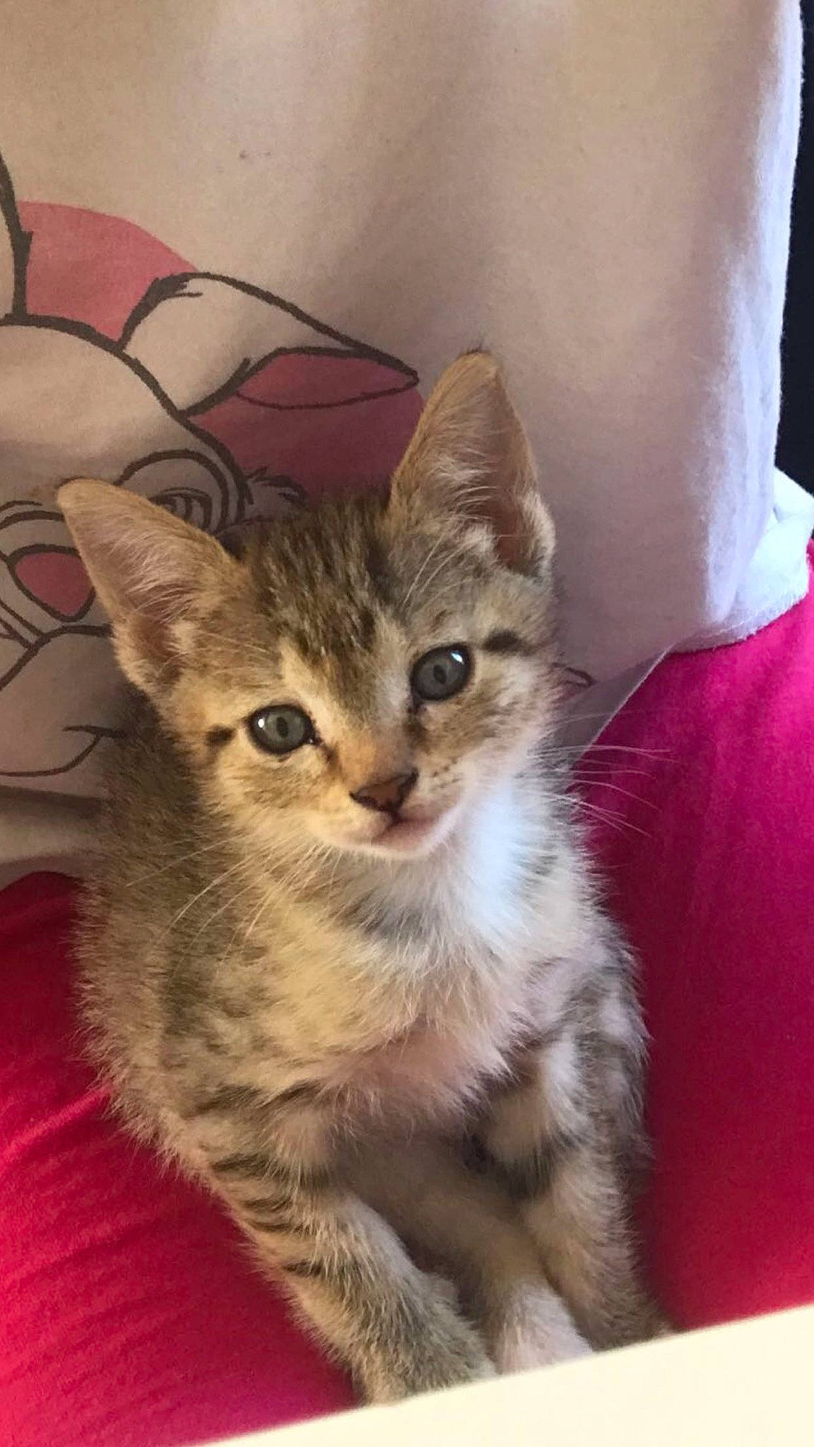 Snow participe au concours pour gagner de l'argent avec cette photo : carnivore, cat, claw, comfort, domestic_short_haired_cat, fawn, felidae, fur, paw, sitting, small_to_medium_sized_cats, snout, tail, terrestrial_animal, whiskers, wildlife