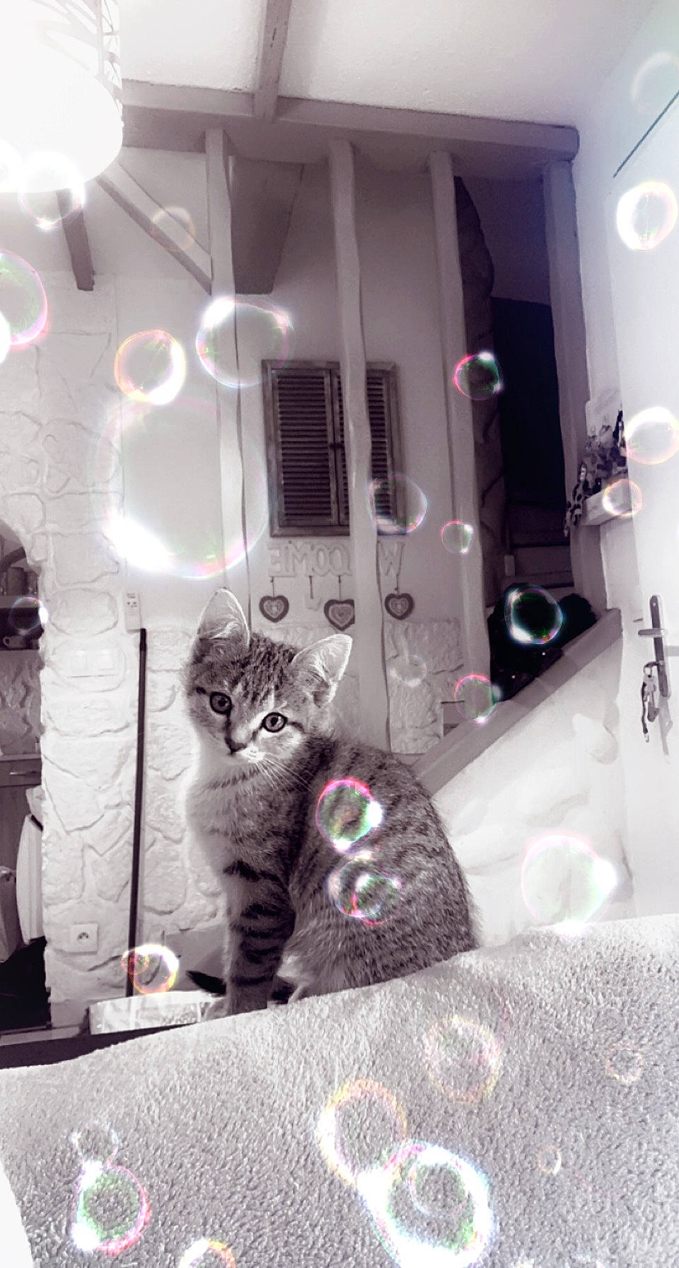 Snow a rejoint le concours — aidez-le/la à gagner de superbes lots ! carnivore, cat, ceiling, comfort, domestic_short_haired_cat, felidae, flooring, fur, grey, home_appliance, house, interior_design, living_room, monochrome, monochrome_photography, purple, room, small_to_medium_sized_cats, style, whiskers