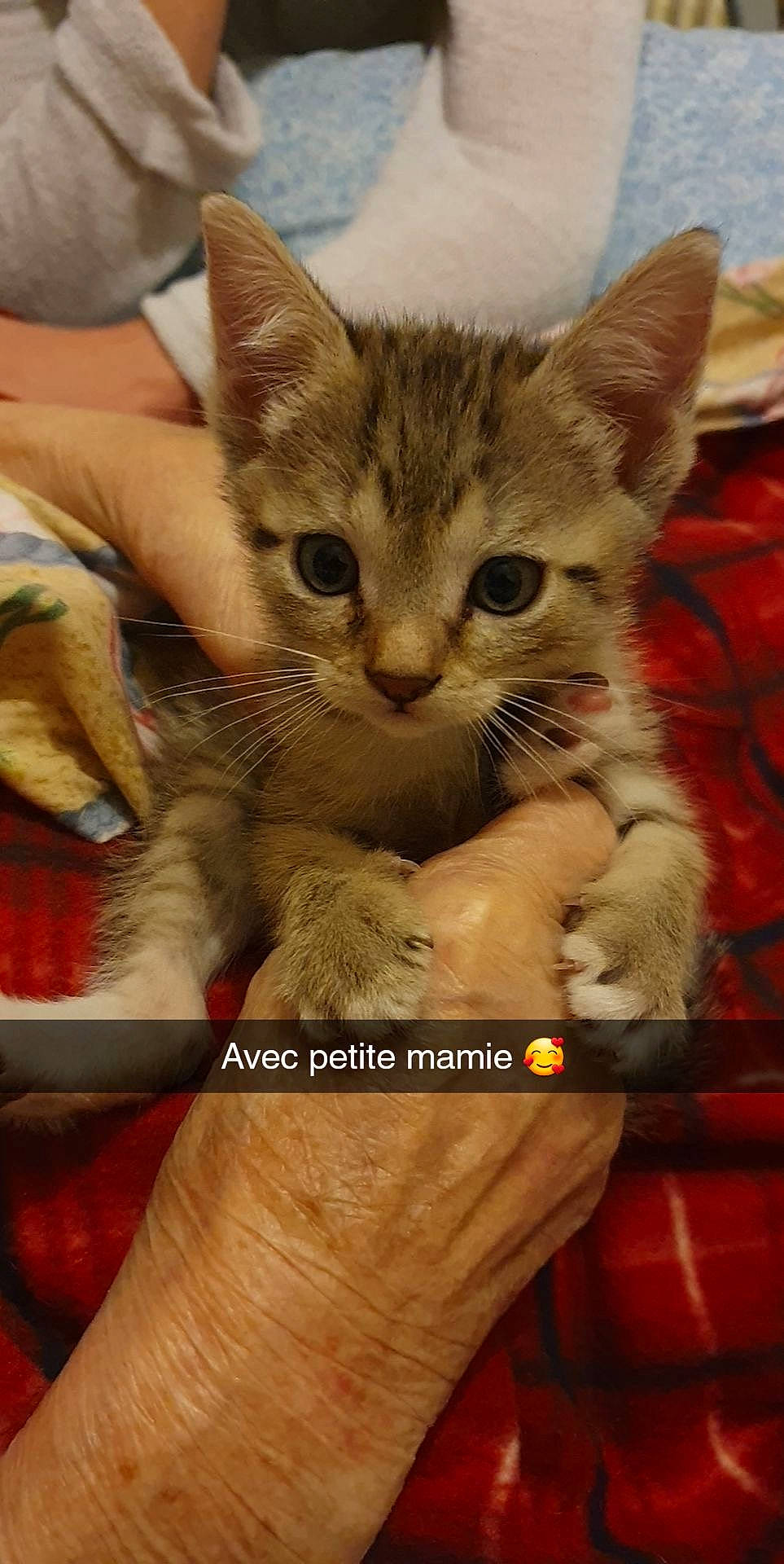 Snow a rejoint le concours — aidez-le/la à gagner de superbes lots ! carnivore, cat, cat_supply, claw, domestic_short_haired_cat, fawn, felidae, finger, fur, gesture, hand, nail, paw, pet_supply, photo_caption, publication, small_to_medium_sized_cats, whiskers, wrist