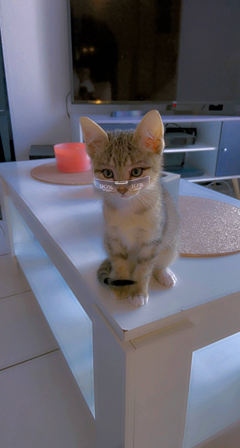 Snow a rejoint le concours — aidez-le/la à gagner de superbes lots ! carnivore, cat, domestic_short_haired_cat, fawn, felidae, flooring, fur, paw, pet_supply, room, sitting, small_to_medium_sized_cats, snout, table, tail, whiskers, wood