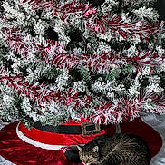 Prince joined the competition — help win amazing prizes! cat, christmas_tree, cozy, decorations, festive, floor, fur, garland, green, holiday, indoor, pet, red, resting, seasonal, sleeping, tabby_cat, tree_skirt, white, winter