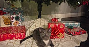 Dasher is registered to the contest to win money with this photo: cat, kitten, christmas_tree, christmas_lights, presents, gift_wrap, holiday, indoor, decorations, tree_skirt, floor, carpet, festive, cute, pet, animal, gray_cat, white_paws, curious, christmas_ornaments