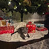 cat, kitten, christmas_tree, christmas_lights, presents, gift_wrap, holiday, indoor, decorations, tree_skirt, floor, carpet, festive, cute, pet, animal, gray_cat, white_paws, curious, christmas_ornaments