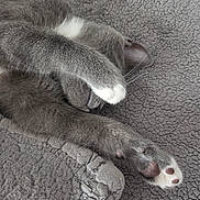 Dasher is registered to the contest to win money with this photo: cat, gray_cat, paw, sleeping, curled_up, cozy, blanket, soft_texture, feline, pet, whiskers, relaxed, cute, indoor, animal, resting, fur, pink_paw_pads, covered_face, comfort