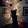 Dasher is registered to the contest to win money with this photo: cat, silhouette, christmas_tree, lights, ornaments, silver_tree, red_baubles, figurines, decorations, indoor, holiday, festive, cozy, framed_photos, dark, shadow, celebration, curious, pet, home